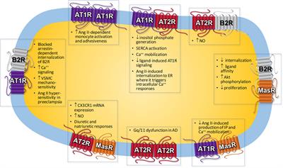 Angiotensin Receptors Heterodimerization and Trafficking: How Much Do They Influence Their Biological Function?